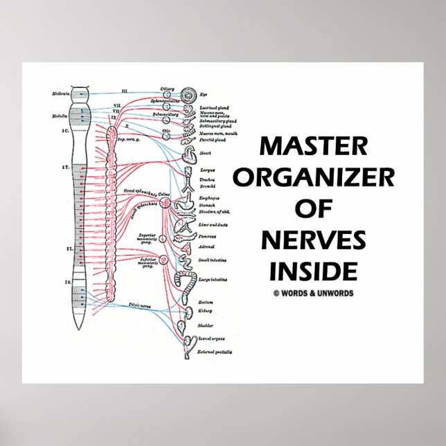 Poster Maître Organisateur Des Nerves À L'Intérieur (Syst (Devant)