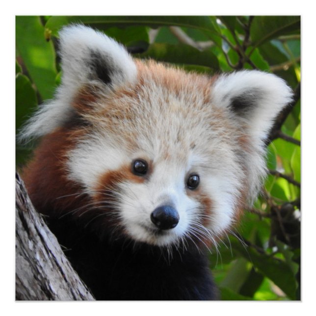 Poster Maiya Le Panda Rouge (Devant)