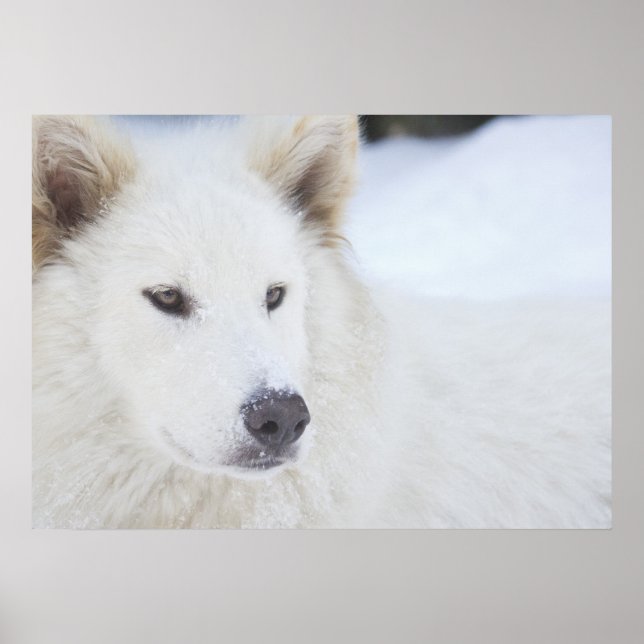 Poster Majesté (Devant)