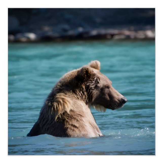 Poster Majestic Alaskan Brown Bear (Devant)