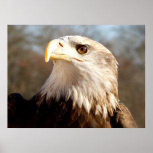 Poster Majestic Bald Eagle