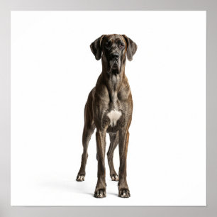 Poster Majestic Great Dane