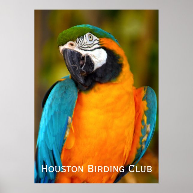 Poster Majestic Macaw (Devant)