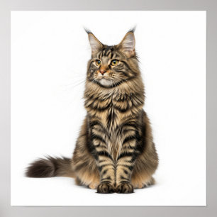 Poster Majestic Maine Coon Art