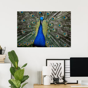 Poster Majestic Peacock