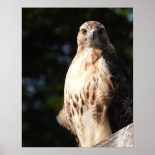 Poster Majestic Red Tail Hawk Stare Down