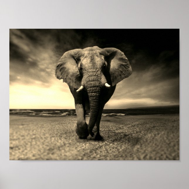 Poster Majestic Wild Bull Elephant à Sepia (Devant)
