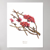 Malabulak (Bombax ceiba) Flores forestières philip