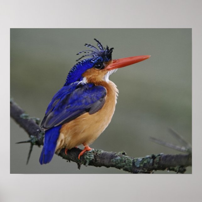 Poster Malachite Kingfisher, Alcedo cristata, Lac (Devant)