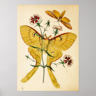 Poster Malaisie Moon Moth & Chine Rose