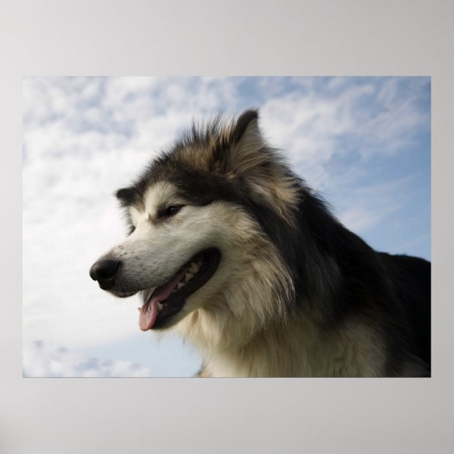 Poster Malamutes d'Alaska (Devant)