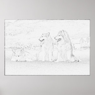 Poster Malamutes d'Alaska