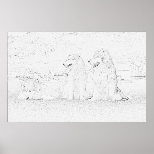 Poster Malamutes d'Alaska (Devant)