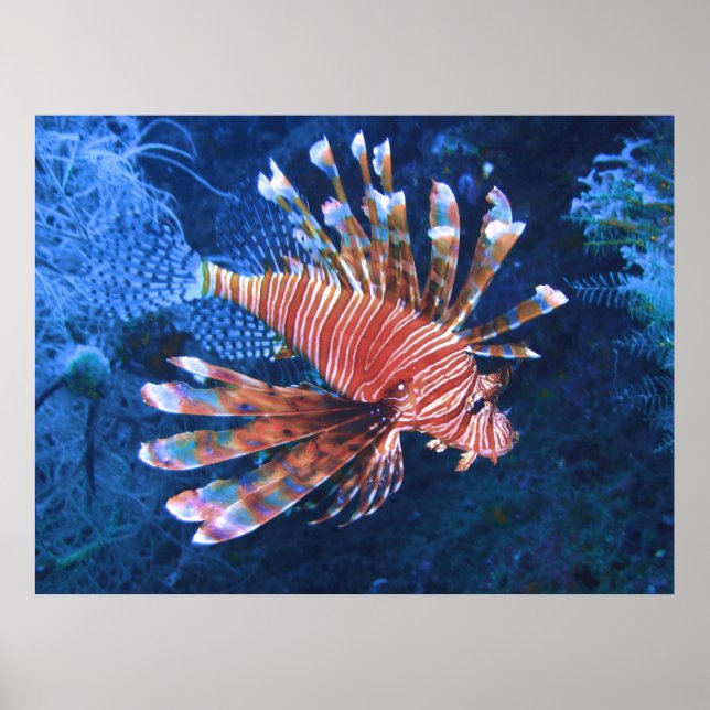 Poster Malapascua (Devant)