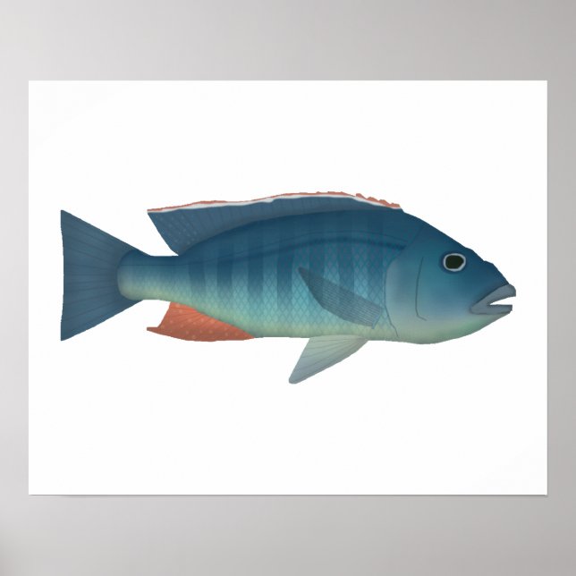 Poster Malawi Hawk (Devant)