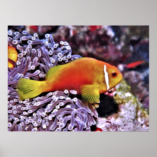 Poster Maldive Anenomefish (Devant)