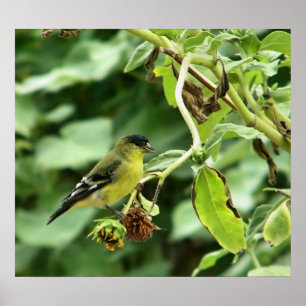 Poster Male American Goldfinch