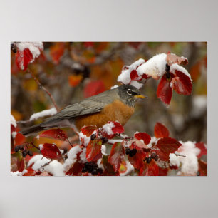 Poster Male American Robin in Black Hawthorn