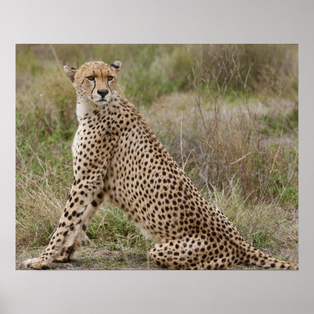 Poster mâle Cheetah, Acinonyx jubatus, Serengeti, (Devant)
