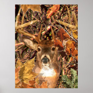 Poster Mâle dans des cerfs communs de queue blanche de