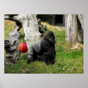 Poster Mâle de silverback de gorille de plaine au zoo de