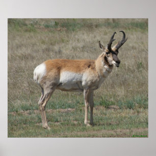 Poster Mâle grossier d'antilope d'A15 Pronghorn