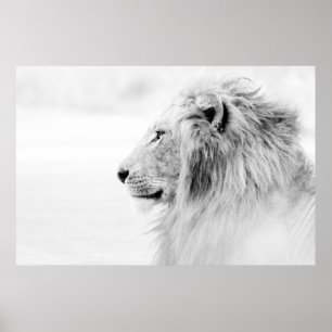 POSTER MALE LION - BLACK AND WHITE