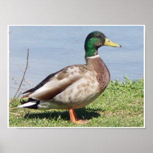 Poster Male Mallard Duck