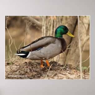 Poster Male Mallard Duck