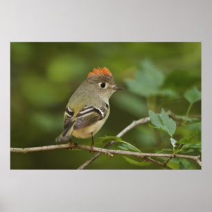Poster Male Ruby-crowned Kinglet, Regulus calendula