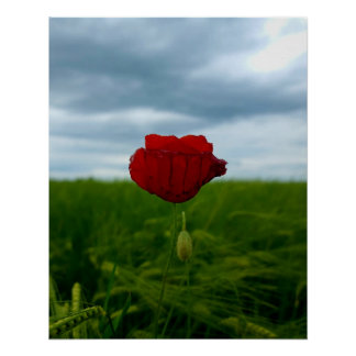 Poster Malgré tout rouge – Coquelicot entre prairie et ci