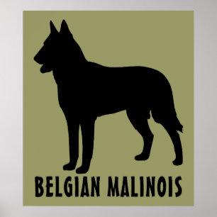 Poster Malinois belge