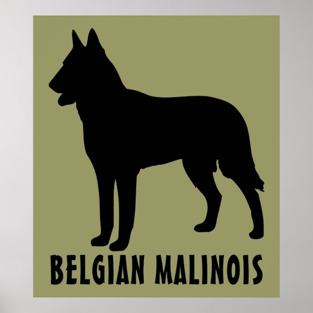 Poster Malinois belge (Devant)