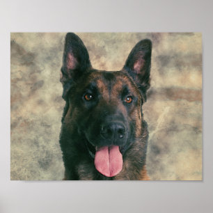 Poster Malinois - Belgian shepherd -Mechelaar -Maligator