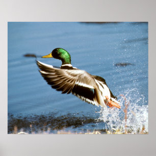 Poster Mallard Drake
