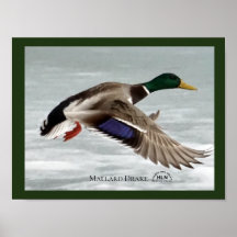 Mallard Drake en vol