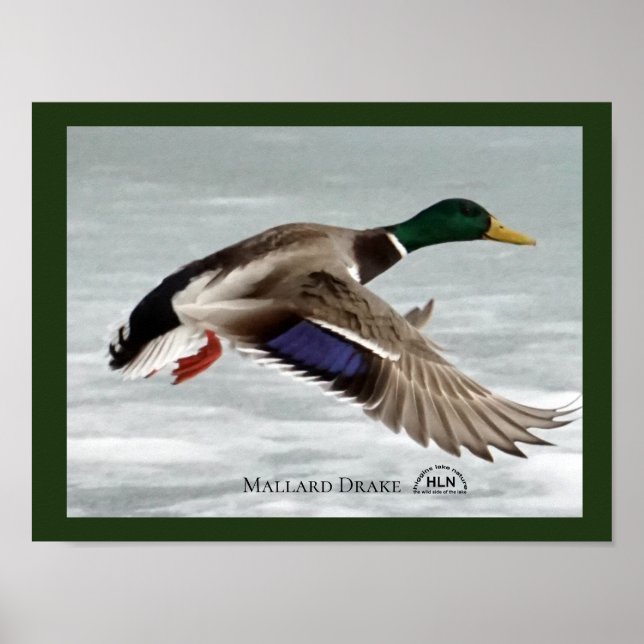 Poster Mallard Drake en vol (Devant)