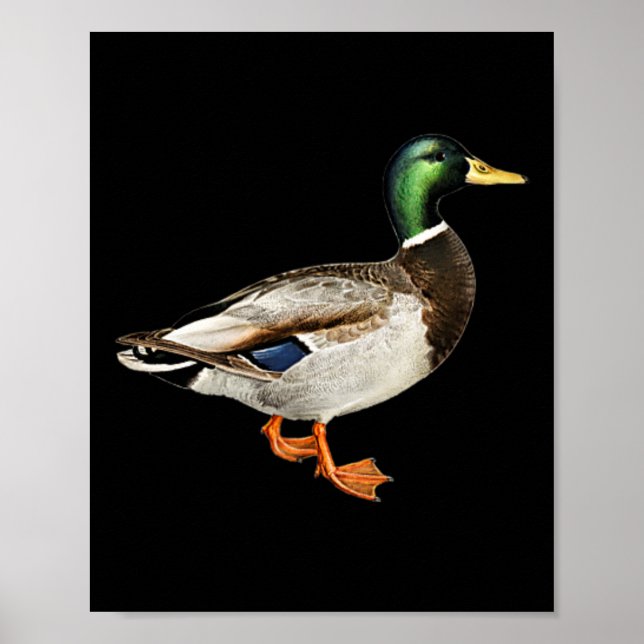 Poster Mallard Drake Pocket Logo Mallard Ducks Hunti (Devant)