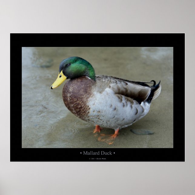 Poster Mallard Duck (Devant)