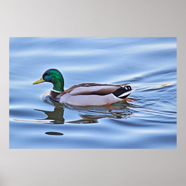 Poster Mallard Duck (Devant)