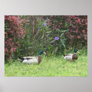 Poster Mallard Duck