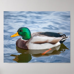 Poster Mallard Duck