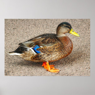Poster Mallard Duck. Lac Roath Park, Cardiff, Pays de Gal