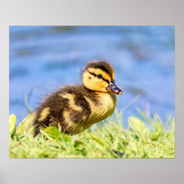 Poster Mallard Duckling (Devant)