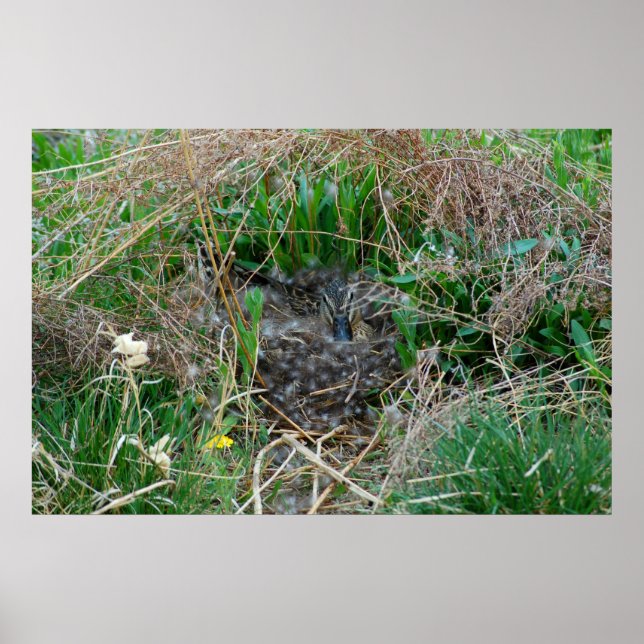 Poster Mallard en incubation d'oeufs (Devant)