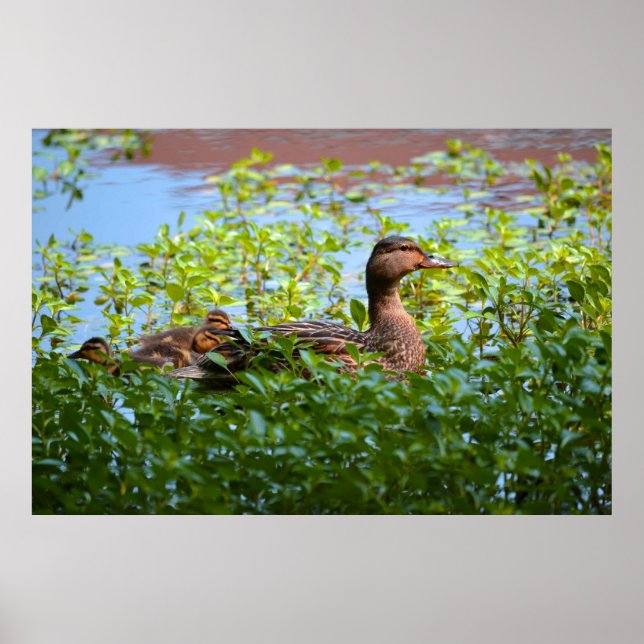 Poster Mallard et canettes-Natation par Shirley Taylor (Devant)