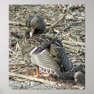Poster Mallard-hen Monroe