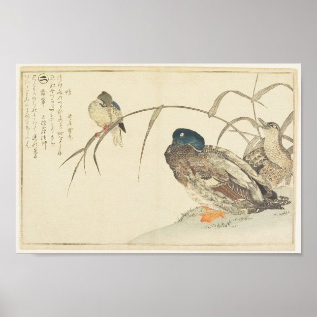 Poster Mallards et un martin-pêcheur (Utamaro) (Devant)