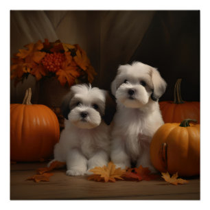 Poster Malti tzu Puppy Citrouille d'automne