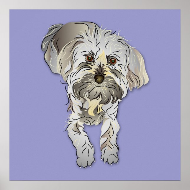 Poster Maltipoo Puppy (Devant)